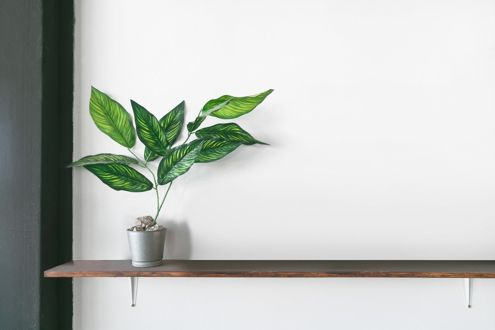 Wooden shelf on white wall with green plant.